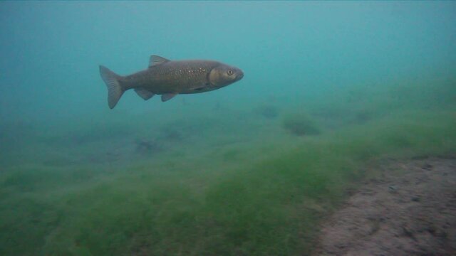 The Common Chub Squalius Cephalus freshwater fish swims on river water, Underwater wildlife and natural habitats diving footage.