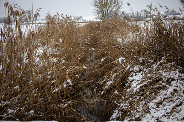 Winterliche Gräßer mit schnee bedeckt 