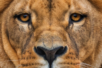 Katanga Lion - Panthera leo bleyenberghi, iconic animal from African savannas, Kalahari, Botswana.