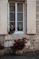 chat sur le bord e la fen&ecirc;tre