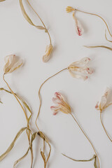 White dry tulip flowers on white background. Beautiful pattern with neutral colors. Minimal, stylish, trend concept. Parisian vibes. Closeup photo.