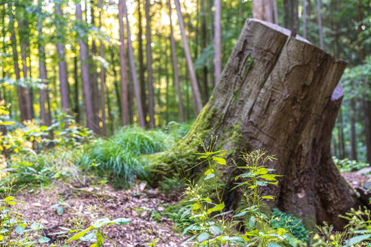 Baumstumpf im Wald