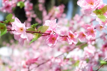 In selective focus a plastic pink sakura flower blossom with blue sky background