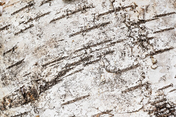 Birkenrinde Nahaufnahme