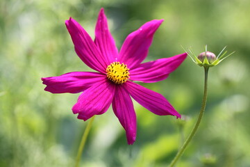 Obraz premium pink flower with yellow center