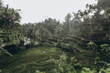 Tagalong Rice Terrace