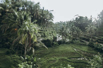 Tagalong Rice Terrace