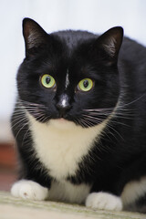 Primo piano di gatto bicolore nero e bianco