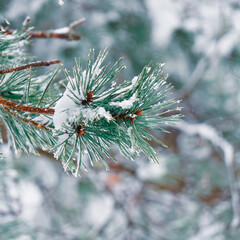 Naklejka na ściany i meble snow on the pine leaves in winter season