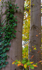 Bäume mit Efeu berankt im Herbst