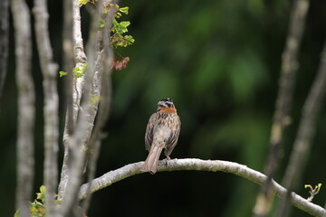 robin on a branch