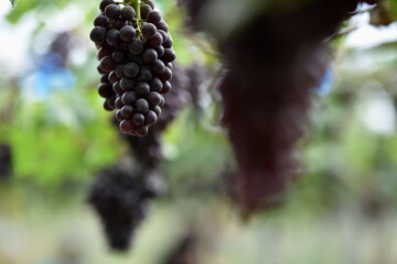 The fresh grapes on the farm are trees and fruit leaves from the vineyard near my house.	