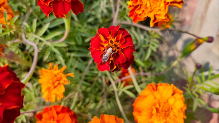 Obraz premium Bee on blossoming marigold flowers