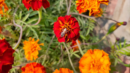 Bee on blossoming marigold flowers