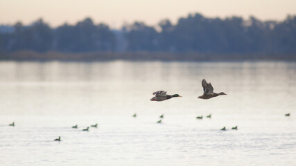 Coppia di anatre selvatiche in volo su sfondo lago e uccelli
