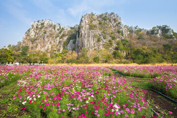 Thailand, Flower, Agricultural Field, Springtime, Cosmos Flower