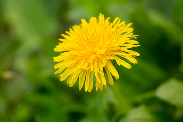 Yellow dandelion, taraxacum officinale, flower on spring meadow. Dandelion blossom in green grass on the field. Yellow summer flowers. Spring time concept with blooming dandelion