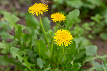 Yellow dandelion, taraxacum officinale, flower on spring meadow. Dandelion blossom in green grass on the field. Yellow summer flowers. Spring time concept with blooming dandelion