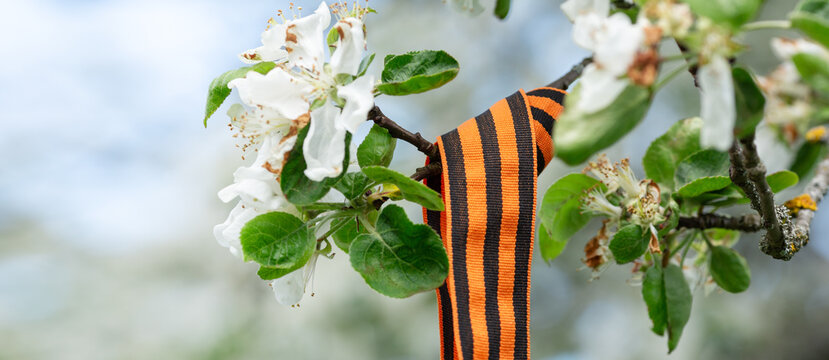 t. George's ribbon on a blossoming branch. Symbol of Victory Day 1945. Horizontal banner - Image