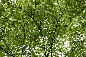 Fototapeta na wymiar Japan Hiroshima maple tree leaves