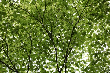 Japan Hiroshima maple tree leaves