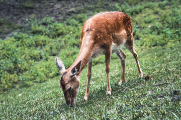 Naklejka na ściany i meble Sika deer female eating grass