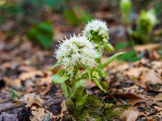 Pétasite blanc ou petasites albus à inflorescence printanière globuleuse en épis de capitules...