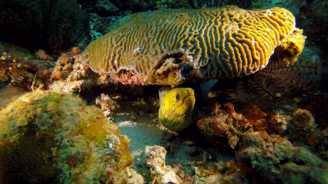Fimbriated moray, Gymnothorax fimbriatus on a coral reef in the Philippines