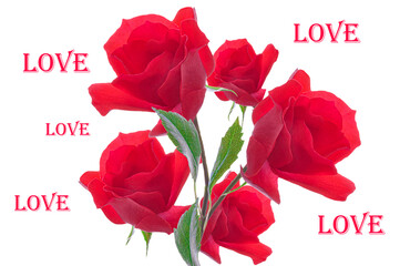 Valentine's Day. Beautiful background with a bouquet of red bright roses with the inscription on a white isolated background