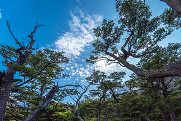 Bosque mágico en Torres del Paine (Patagonia Chile)