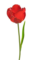 One beautiful red tulip flower (Tulipa) with green leaves close-up on white isolated background