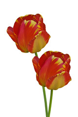 Two red and yellow Triumph tulips (Tulipa) Dow Jones flowers close-up on white isolated background