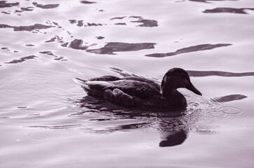 Duck portrait in the wild