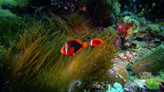 Cinnamon Clownfish, Amphiprion melanopus  in its host anemone at Verde Island Passage,Philippines