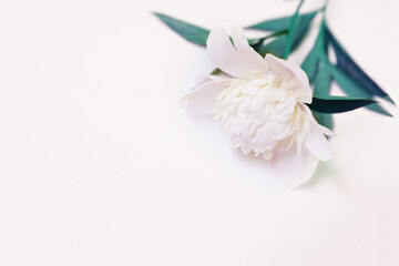 Fresh white peony on grey background with copy space. High quality photo