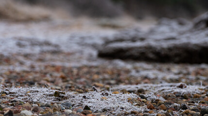 frost on sand, stones and roots on the shore in December, on the beach on the bay of the Baltic Sea