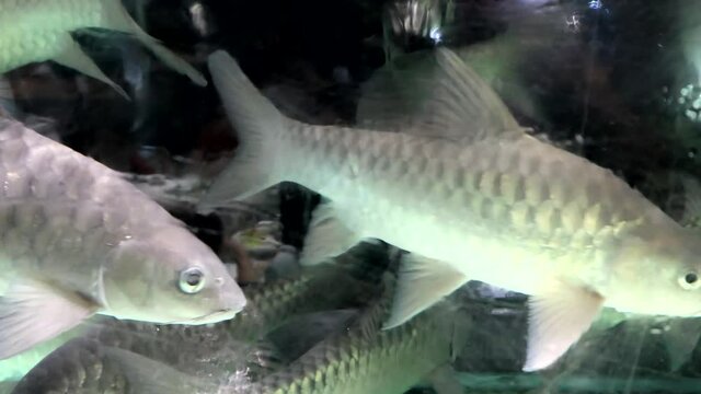Lively swimming Empurau or Kelah fresh water fish in aquarium. Expensive delicacy in Malaysia