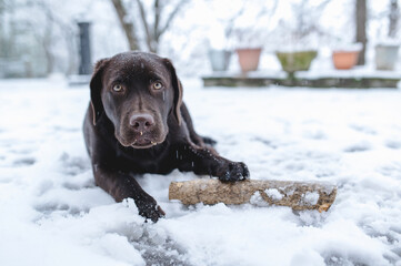 Labrador Retriever puppy chocolate in the snow.
