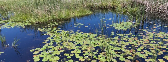 Sternseerose, Nymphaea nouchali, in George Südafrika