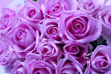 Background of beautiful lilac roses. High quality photo
