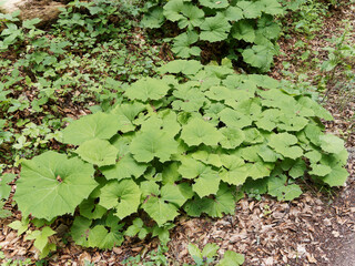 Touffes de grandes feuilles vert-mat, laineux et cordiformes sur de longs pétioles de pétasite blanc (Petasites albus) en bord de sentier humide (Forêt-Noire Allemagne)