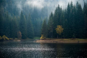 Fotobehang Fogy lake forest landscape background  © Anelia