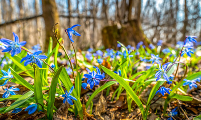 Blue flowers of Scilla primroses in the rays of the bright spring sun