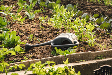 Discarded watering can on the ground in the vegetable bed