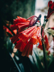 Red flowers and soft rain