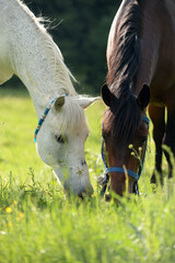 Horses eating grass sunny outdoor in a medow