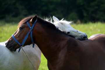 Brown and white horse love with green blurred background