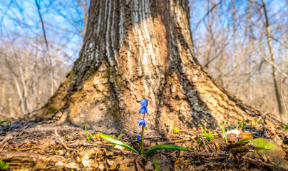 lonely spring flower primrose scilla in front of the trunk of a huge tree