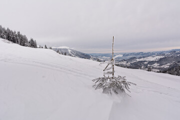 Small fir tree cover with snow on top of the mountain