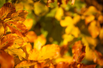 Naklejka na ściany i meble Fall coloured leaves and a see through 